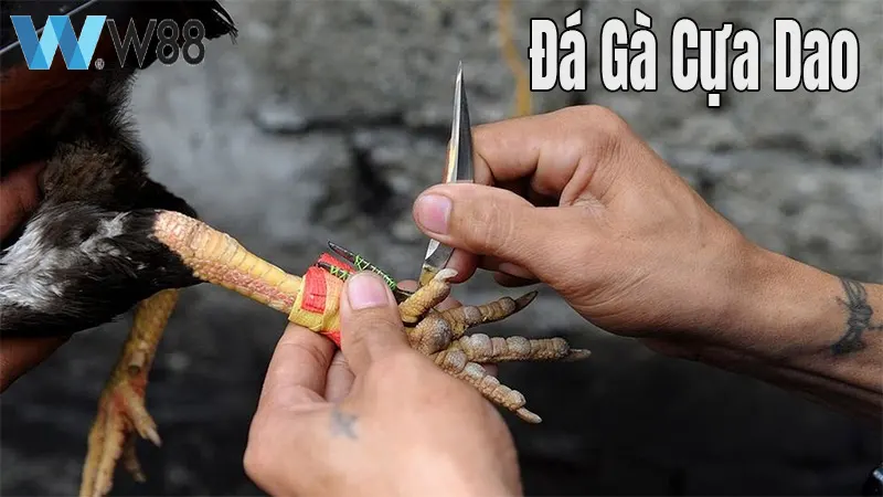 Đá gà W88 đa dạng hình thức và cơ hội cá cược kiếm tiền Đá gà W88 đa dạng hình thức và cơ hội cá cược kiếm tiền
